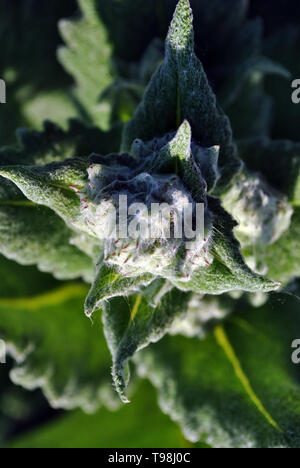 Weiche grüne Knospen auf dunklen Blätter organische Textur Hintergrund, Ansicht von oben Stockfoto