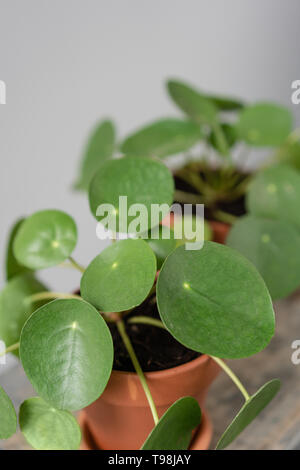 Pilea peperomioides. Chinesische geld Anlage oder Pfannkuchen. Junge Pilea in braun Keramik Topf auf holztisch vor grauem Hintergrund. Trendige Einrichtung Stockfoto