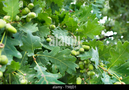 Frisch texturierten Grüne junge eicheln auf einem Zweig vor dem Hintergrund der saftig grüne Eichenlaub nach regen Stockfoto