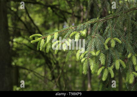 Frische Triebe auf Ästen in den Fichtenwald. Stockfoto