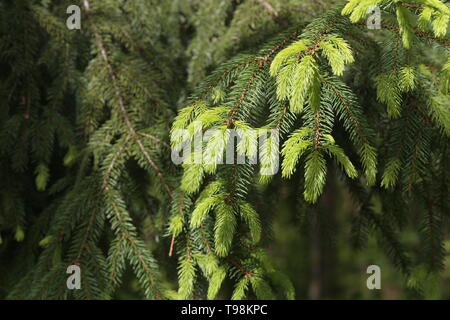 Frische Triebe auf Ästen in den Fichtenwald. Stockfoto