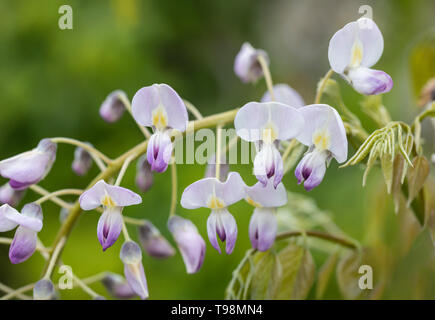 Nahaufnahme Wisteria floribunda 'Lipstick' blühend in einem englischen Garten, Großbritannien Stockfoto