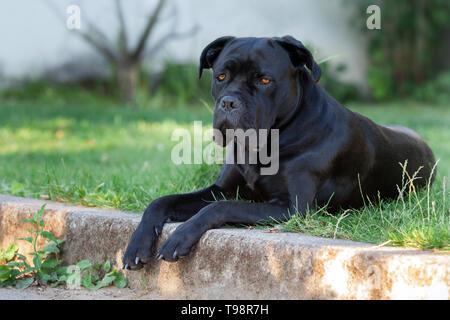 Trauriger Hund liegt auf dem Gras Stockfoto