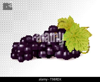 Realistische Abbildung eines isolierten Bündel schwarzen Trauben mit grünen Blättern. Vector Illustration Stock Vektor