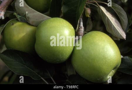 GRANNY SMITH Apfel Baum (Malus sylvestris X MALUS PUMILA) DIE SORTE ENTSTAND IN EASTWOOD, einem Vorort von Sydney, NSW, Australien. Stockfoto