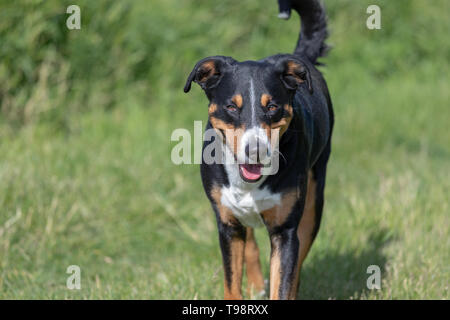 Appenzeller Sennenhund. Der Hund steht im Park im Frühling. Porträt einer Appenzeller Sennenhund Stockfoto