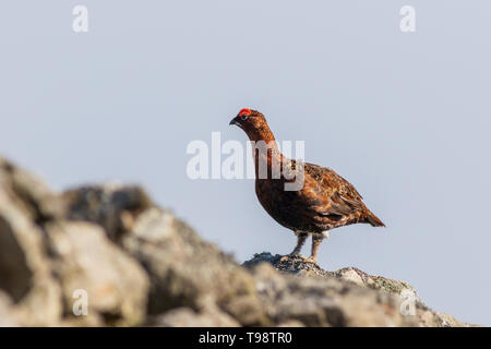 Moorschneehuhn (Lagopus lagopus) steht an einer Wand Stockfoto