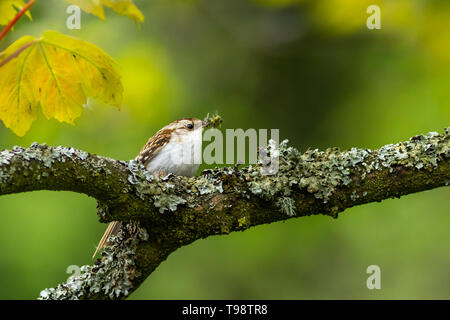 Treecreeper (Certhia familiaris) auf einem Baum gehockt Stockfoto