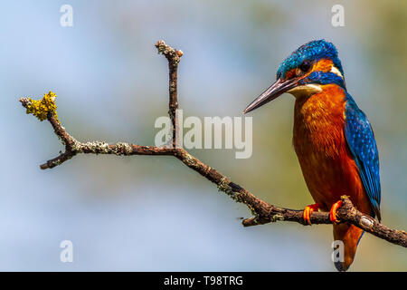 Eisvogel (Alcedo Atthis) thront auf einem Ast Stockfoto