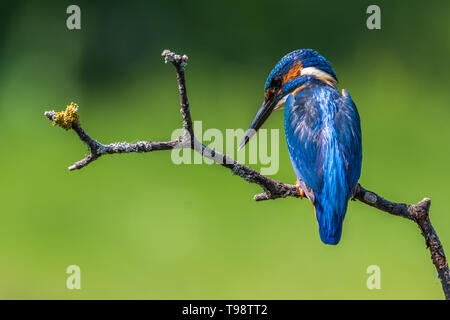 Eisvogel (Alcedo Atthis) thront auf einem Ast Stockfoto