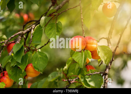 Zweigniederlassung eines Aprikosenbaum mit reifen Früchten im Sommer Stockfoto