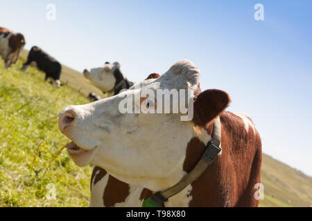 Kühe fotografiert in einem Feld vor blauem Himmel in der Shetlandinseln, nördlich von Schottland, Großbritannien. Stockfoto