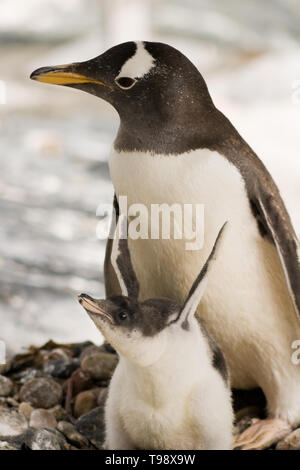 Mutter und Kind Pinguine. Stockfoto