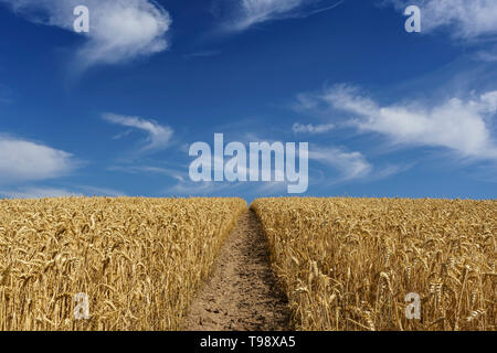 Ein maisfeld irgendwo zentral in Deutschland an einem heißen Sommertag Stockfoto