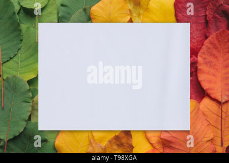 Weißes Blatt für Text auf dem Hintergrund der bunten Blätter. Stockfoto
