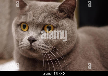 Graue britische blaue Kurzhaar-Hauskatze mit orangefarbenen Augen Gesicht Porträt Nahaufnahme Stockfoto