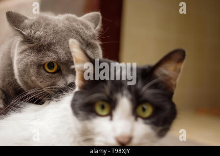 Grau Britisch Kurzhaar Katze mit gelben Augen und schwarz weisse Katze Stockfoto