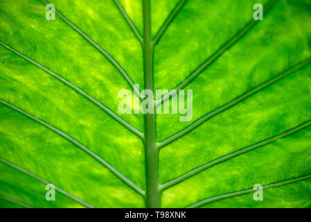 Nahaufnahme Blatt von tropischen Baum als Hintergrund- oder Textur, grünes Blatt mit Adern Stockfoto