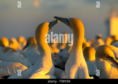 Zwei Gannett Vögel in der Liebe von Gannet Kolonie am Cape Kidnapper bei Sonnenaufgang in der Hawkes Bay in der Nähe von Hastings auf North Island, Neuseeland. Stockfoto