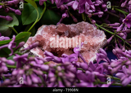 Seltene rosa amethyst Geode Cluster aus Patagonien, Argentinien. Von Lila Lila Blumen umgeben. Stockfoto