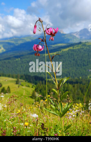Martagon Lily auf einer Wiese in die Alpen Stockfoto