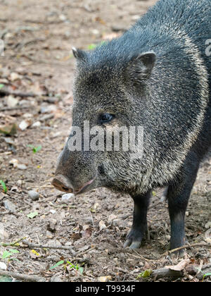 Peccary Pecari tajacu CAPTIVE Collared Stockfoto