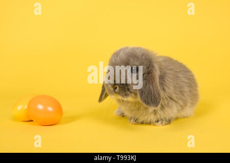 Grau Kaninchen mit zwei Ostereier auf gelbem Hintergrund Cute Stockfoto