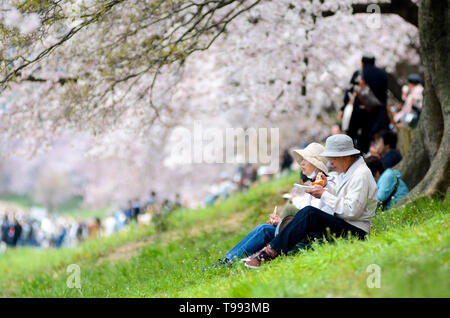 Cherry Blossom bei Yodo Riverside Park (aka Sewaritei Park) in der Nähe von Yawata Stadt in der Präfektur Kyoto, Japan. Stockfoto