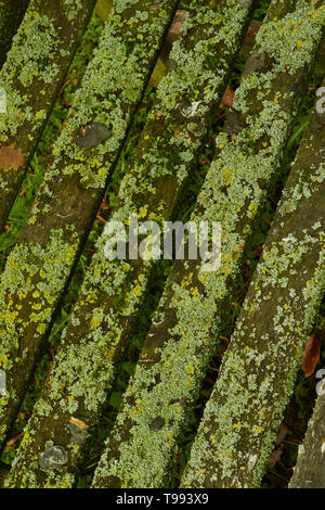 Zusammenfassung der geschlitzten Bank in Algen bedeckt, Stratford-on-Avon, England, Vereinigtes Königreich, Europa Stockfoto