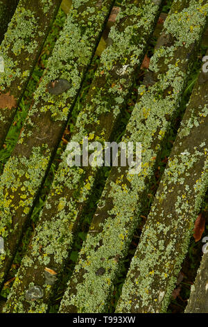 Zusammenfassung der geschlitzten Bank in Algen bedeckt, Stratford-on-Avon, England, Vereinigtes Königreich, Europa Stockfoto