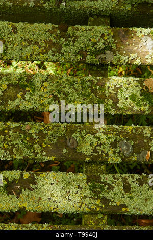 Zusammenfassung der geschlitzten Bank in Algen bedeckt, Stratford-on-Avon, England, Vereinigtes Königreich, Europa Stockfoto