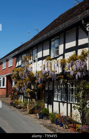 Wisteria Pflanze in Blüte in der Nähe von Evesham Stadt Alcester im Frühjahr, England, Vereinigtes Königreich, Europa Stockfoto