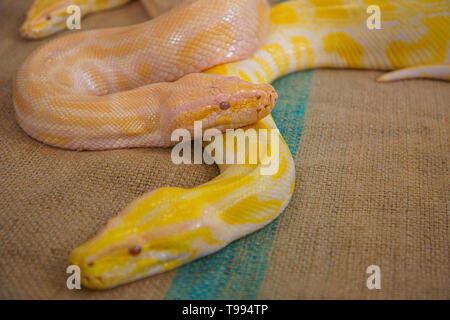 Albino Netzpython : Pythonschlange gelb auf dem Holztisch liegend ...