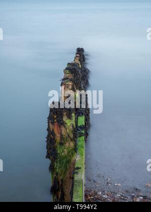 Eine alte, Holz- groyne in Seetang, der sich bis zum Meer Stockfoto