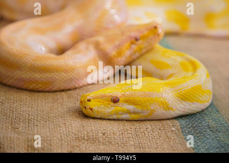 Grosse Schlange zwei goldene Python closeup Stockfoto