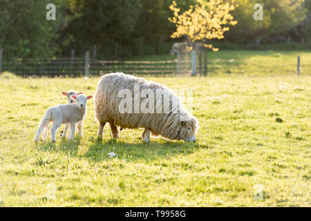 Ein Schaf mit Lamm in einem Feld auf einem Bauernhof in Yorkshire, Großbritannien Stockfoto