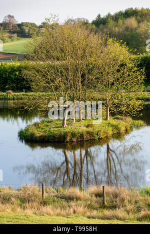 Eine kleine Insel in einem See mit Bäumen wachsen auf mit Reflexionen im Wasser Stockfoto