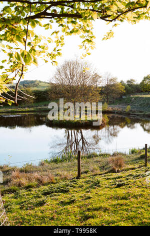 Eine kleine Insel in einem See mit Bäumen wachsen auf mit Reflexionen im Wasser Stockfoto