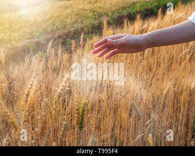 Frau Hand einige Ohren von Gerste bei Sonnenuntergang mal streicheln, Erntezeit gelber Reis Feld in Thailand. Stockfoto