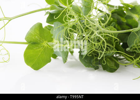 Microgreens und gesunde Sprossen auf weißem Hintergrund Stockfoto