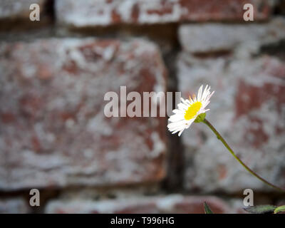 Wild wachsende Gänseblümchen aus einer Mauer auf einem verlassenen Gebäude in Northampton, UK, Platz für Kopieren. Stockfoto
