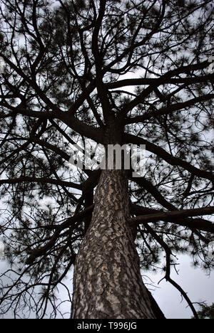 Old Pine Tree dunkle Silhouette an bewölkten Himmel Hintergrund Stockfoto