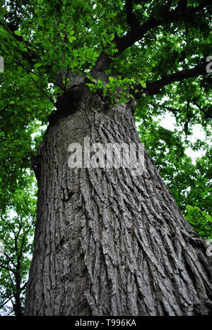 Altes großes Haselnuss baum Blick vom Boden auf, Nahaufnahme trunk Textur und Äste mit grünen Blättern auf der Oberseite Stockfoto