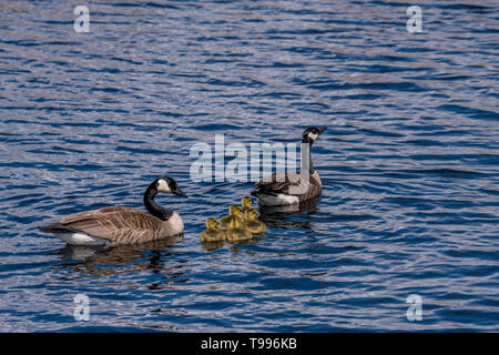 Zwei Kanadagänse (Branta canadensis) Erwachsene und fünf Gänschen (Küken) schwimmen. Stockfoto