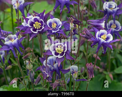 Aquilegia 'Spring Magic Blue & White' (Columbine) Stockfoto