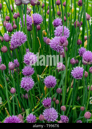 Schnittlauch Allium schoenoprasum in Blume Stockfoto