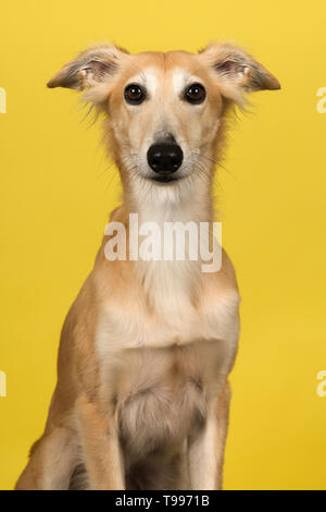 Porträt einer niedlichen Silken Windsprite eine Langhaarkatze whippet Hund in die Kamera schaut auf gelbem Hintergrund Stockfoto