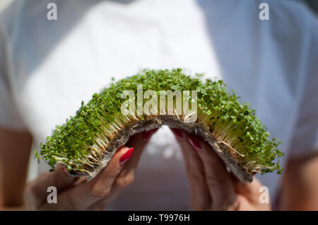 Weibliche Modell hält ein Stück rohes Gekeimtes microgreens auf Ihr weißes Hemd Hintergrund. Gesicht ist nicht sichtbar, eine Frau mit einer frischen Triebe von Rucola Stockfoto