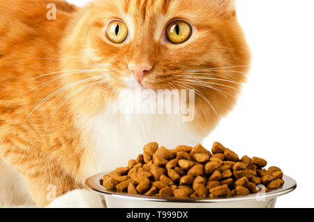 Schöne Ingwer feline cat Essen auf einer Metallschüssel auf einem weißen Hintergrund. Niedliche Haustier. Stockfoto