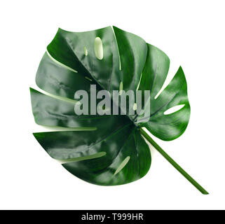 Monstera tropische Pflanze isoliert auf weißem Hintergrund Stockfoto